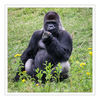 Flachlandgorilla_35.jpg