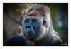 Dateiname=Flachlandgrilla_Zoo_Krefeld.jpg
Dateigröße=400KB
Abmessungen: 850x589
hinzugefügt am: 27. Dezember 2018 Flachlandgrilla_Zoo_Krefeld.jpg