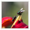 Dateiname=Fliegen_q_03.jpg
Dateigröße=375KB
Abmessungen: 850x850
hinzugefügt am: 19. September 2012 Fliegen_q_03.jpg