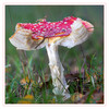 Dateiname=Fliegenpilz_03.jpg
Dateigröße=1036KB
Abmessungen: 1200x1200
hinzugefügt am: 28. Oktober 2020 Fliegenpilz_03.jpg