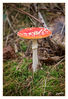 Dateiname=Fliegenpilz_05.jpg
Dateigröße=501KB
Abmessungen: 583x850
hinzugefügt am: 01. Oktober 2015 Fliegenpilz_05.jpg