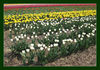Dateiname=Frühling_auf_den_Feldern_m_R_023.jpg
Dateigröße=658KB
Abmessungen: 1024x718
hinzugefügt am: 22. April 2011 Frühling_auf_den_Feldern_m_R_023.jpg