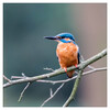 Dateiname=Frei_Eisvogel_Marianne.jpg
Dateigröße=813KB
Abmessungen: 1200x1200
hinzugefügt am: 20. März 2024 Frei_Eisvogel_Marianne.jpg