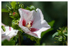 Dateiname=Frei_Hibiskus_Marianne.jpg
Dateigröße=777KB
Abmessungen: 1200x816
hinzugefügt am: 29. August 2024 Frei_Hibiskus_Marianne.jpg