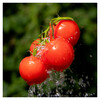 Dateiname=Frei_Marianne_Splash_Tomate.jpg
Dateigröße=880KB
Abmessungen: 1200x1200
hinzugefügt am: 08. August 2024 Frei_Marianne_Splash_Tomate.jpg