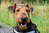 Dateiname=Frei_Roland_Airedale_Terrier_-_Zorro.jpg
Dateigröße=616KB
Abmessungen: 1200x800
hinzugefügt am: 02. August 2024 Frei_Roland_Airedale_Terrier_-_Zorro.jpg