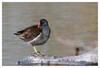 Dateiname=Frei_Teichhuhn_Marianne.jpg
Dateigröße=604KB
Abmessungen: 1200x817
hinzugefügt am: 27. März 2024 Frei_Teichhuhn_Marianne.jpg