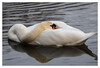 Dateiname=Frei_entspannter_Schwan_Marianne.jpg
Dateigröße=622KB
Abmessungen: 1200x819
hinzugefügt am: 14. März 2024 Frei_entspannter_Schwan_Marianne.jpg