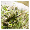 Dateiname=Frosch_01.jpg
Dateigröße=289KB
Abmessungen: 850x850
hinzugefügt am: 22. September 2010 Frosch_01.jpg