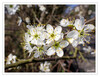 Dateiname=Fruehlingsblueten_03.jpg
Dateigröße=717KB
Abmessungen: 1200x928
hinzugefügt am: 26. März 2022 Fruehlingsblueten_03.jpg