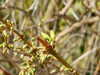 Dateiname=Fruehlingserwachen_Knospen_der_Forsythie.jpg
Dateigröße=741KB
Abmessungen: 1200x900
hinzugefügt am: 04. März 2021 Fruehlingserwachen_Knospen_der_Forsythie.jpg
