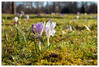Dateiname=Fruehlingserwachen_Krokus_08.jpg
Dateigröße=988KB
Abmessungen: 1200x813
hinzugefügt am: 08. März 2021 Fruehlingserwachen_Krokus_08.jpg