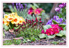 Dateiname=Fruehlingserwachen_in_meinen_Garten_01.jpg
Dateigröße=1031KB
Abmessungen: 1200x833
hinzugefügt am: 16. April 2021 Fruehlingserwachen_in_meinen_Garten_01.jpg