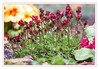 Dateiname=Fruehlingserwachen_in_meinen_Garten_2jpg.jpg
Dateigröße=997KB
Abmessungen: 1200x835
hinzugefügt am: 16. April 2021 Fruehlingserwachen_in_meinen_Garten_2jpg.jpg