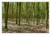 Dateiname=G_Eichenwald_01_m_R.jpg
Dateigröße=810KB
Abmessungen: 850x589
hinzugefügt am: 20. Mai 2012 G_Eichenwald_01_m_R.jpg