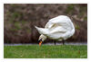 Dateiname=G_Schwan_10.jpg
Dateigröße=424KB
Abmessungen: 1024x710
hinzugefügt am: 02. Februar 2020 G_Schwan_10.jpg