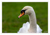 Dateiname=G_Schwan_Kopf_03.jpg
Dateigröße=365KB
Abmessungen: 1024x711
hinzugefügt am: 02. Februar 2020 G_Schwan_Kopf_03.jpg