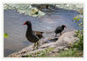 Dateiname=G__Teichhuhn_mit_Jungen_02.jpg
Dateigröße=462KB
Abmessungen: 850x590
hinzugefügt am: 20. Juni 2018 G__Teichhuhn_mit_Jungen_02.jpg