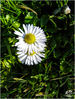 Dateiname=Gaensebluemchen_Ausschnitt_.jpg
Dateigröße=512KB
Abmessungen: 641x850
hinzugefügt am: 12. April 2015 Gaensebluemchen_Ausschnitt_.jpg
