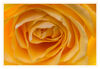 Dateiname=Gelbe_Rose_01.jpg
Dateigröße=397KB
Abmessungen: 1024x710
hinzugefügt am: 18. Februar 2020 Gelbe_Rose_01.jpg