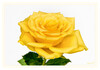 Dateiname=Gelbe_Rose_02.jpg
Dateigröße=466KB
Abmessungen: 1200x840
hinzugefügt am: 01. August 2023 Gelbe_Rose_02.jpg