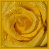 Dateiname=Gelbe_Rose_nass_03_q_.jpg
Dateigröße=405KB
Abmessungen: 850x850
hinzugefügt am: 14. November 2010 Gelbe_Rose_nass_03_q_.jpg