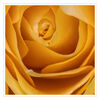 Dateiname=Gelbe_Rose_q_02.jpg
Dateigröße=521KB
Abmessungen: 1024x1024
hinzugefügt am: 18. Februar 2020 Gelbe_Rose_q_02.jpg