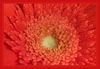 Gerbera_Versuch_m_R_04.jpg