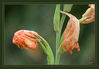 Gladiole_verblueht_Ausschnitt_01.jpg