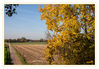 Dateiname=Goldener_Oktober_01.jpg
Dateigröße=785KB
Abmessungen: 850x590
hinzugefügt am: 24. Oktober 2013 Goldener_Oktober_01.jpg