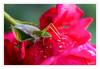 Dateiname=Gruenes_Heupferd_015.jpg
Dateigröße=634KB
Abmessungen: 1200x832
hinzugefügt am: 22. August 2021 Gruenes_Heupferd_015.jpg
