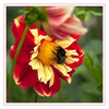 Dateiname=Gruga_Hummel_q_02.jpg
Dateigröße=460KB
Abmessungen: 850x850
hinzugefügt am: 15. August 2016 Gruga_Hummel_q_02.jpg