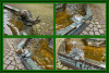 HAUPTCOLLAGE_TIERCHEN_AM_KIRCHBRUNNEN_R-k-.jpg