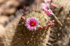 Dateiname=HPP_09_07_Desert_Botanical_Garden_056.jpg
Dateigröße=202KB
Abmessungen: 1200x800
hinzugefügt am: 11. Juli 2025 HPP_09_07_Desert_Botanical_Garden_056.jpg
