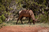Dateiname=HP_02_06_Am_Grand_Canyon_Elk_05.jpg
Dateigröße=1324KB
Abmessungen: 1200x800
hinzugefügt am: 04. Juni 2025 HP_02_06_Am_Grand_Canyon_Elk_05.jpg