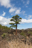 Dateiname=HP_04_06_Wupatki_Sunset_Crater_Volcano_03.jpg
Dateigröße=1059KB
Abmessungen: 800x1200
hinzugefügt am: 05. Juni 2025 HP_04_06_Wupatki_Sunset_Crater_Volcano_03.jpg