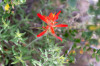 Dateiname=HP_05_06_Walnut_Canyon_Blume_NM_04.jpg
Dateigröße=705KB
Abmessungen: 1200x800
hinzugefügt am: 06. Juni 2025 HP_05_06_Walnut_Canyon_Blume_NM_04.jpg