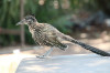 Dateiname=HP_07_06_Roadrunner_03.jpg
Dateigröße=601KB
Abmessungen: 1200x800
hinzugefügt am: 09. Juni 2025 HP_07_06_Roadrunner_03.jpg