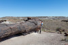 Dateiname=HP_07_07_Petrified_Forest_Jo_03.jpg
Dateigröße=287KB
Abmessungen: 1200x800
hinzugefügt am: 08. Juli 2025 HP_07_07_Petrified_Forest_Jo_03.jpg