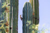 Dateiname=HP_09_07_Desert_Botanical_Garden_012.jpg
Dateigröße=199KB
Abmessungen: 1200x800
hinzugefügt am: 11. Juli 2025 HP_09_07_Desert_Botanical_Garden_012.jpg