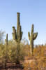 Dateiname=HP_09_07_Desert_Botanical_Garden_022.jpg
Dateigröße=340KB
Abmessungen: 800x1200
hinzugefügt am: 11. Juli 2025 HP_09_07_Desert_Botanical_Garden_022.jpg