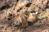 Dateiname=HP_09_07_Desert_Botanical_Garden_029_Hoernchen_.jpg
Dateigröße=289KB
Abmessungen: 1200x800
hinzugefügt am: 11. Juli 2025 HP_09_07_Desert_Botanical_Garden_029_Hoernchen_.jpg