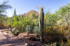 Dateiname=HP_09_07_Desert_Botanical_Garden_06.jpg
Dateigröße=458KB
Abmessungen: 1200x800
hinzugefügt am: 11. Juli 2025 HP_09_07_Desert_Botanical_Garden_06.jpg