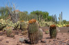 Dateiname=HP_09_07_Desert_Botanical_Garden_061.jpg
Dateigröße=383KB
Abmessungen: 1200x800
hinzugefügt am: 11. Juli 2025 HP_09_07_Desert_Botanical_Garden_061.jpg