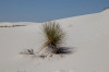 Dateiname=HP_19_05_White_Sand_Detail_04.jpg
Dateigröße=608KB
Abmessungen: 1200x800
hinzugefügt am: 20. Mai 2025 HP_19_05_White_Sand_Detail_04.jpg