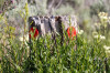 Dateiname=HP_22_06_Grand_Teton_NP_014.jpg
Dateigröße=344KB
Abmessungen: 1200x800
hinzugefügt am: 25. Juni 2025 HP_22_06_Grand_Teton_NP_014.jpg