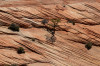 Dateiname=HP_25_05_Zion__NP_046.jpg
Dateigröße=1244KB
Abmessungen: 1200x800
hinzugefügt am: 27. Mai 2025 HP_25_05_Zion__NP_046.jpg