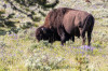 Dateiname=HP_25_06_Yellowstone_Ausfahrt_Bison_01~0.jpg
Dateigröße=436KB
Abmessungen: 1200x800
hinzugefügt am: 26. Juni 2025 HP_25_06_Yellowstone_Ausfahrt_Bison_01~0.jpg