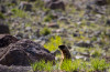 HP_25__06_Yellowstone_Ausfahrt_021_Murmeltier.jpg