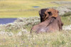 Dateiname=HP_28_06_Im_Yellowstone_NP_Grand_Canyon_Bison_06.jpg
Dateigröße=203KB
Abmessungen: 1200x800
hinzugefügt am: 04. Juli 2025 HP_28_06_Im_Yellowstone_NP_Grand_Canyon_Bison_06.jpg